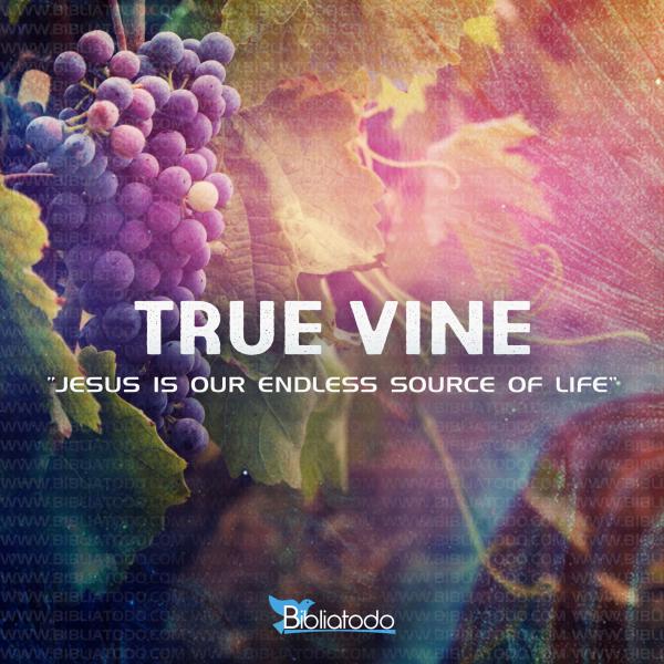 Meaning of TRUE VINE Jesus’ names