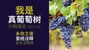 我是真葡萄树：圣经注释之约翰福音 15:1-17